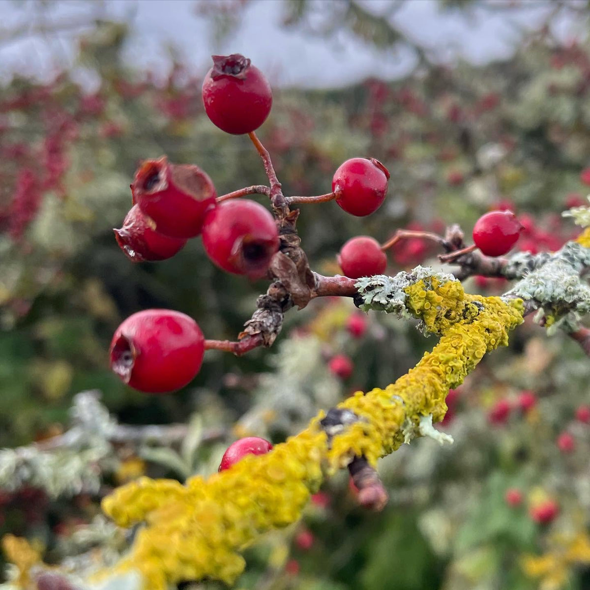 RED BERRIES