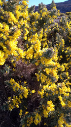 Yellow Gorse Candle
