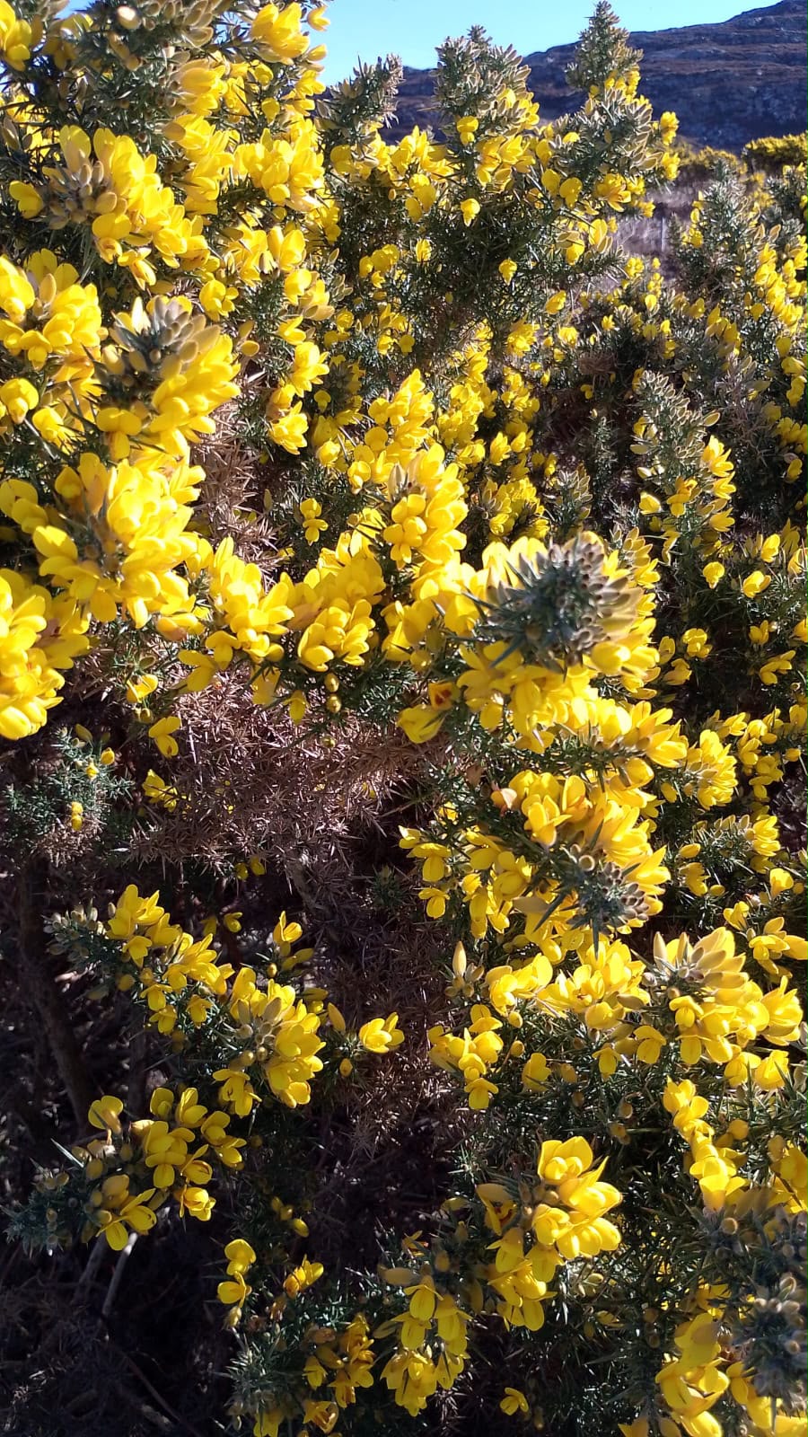 Yellow Gorse Candle